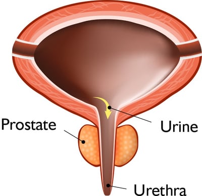 Diagramma – prostata normale